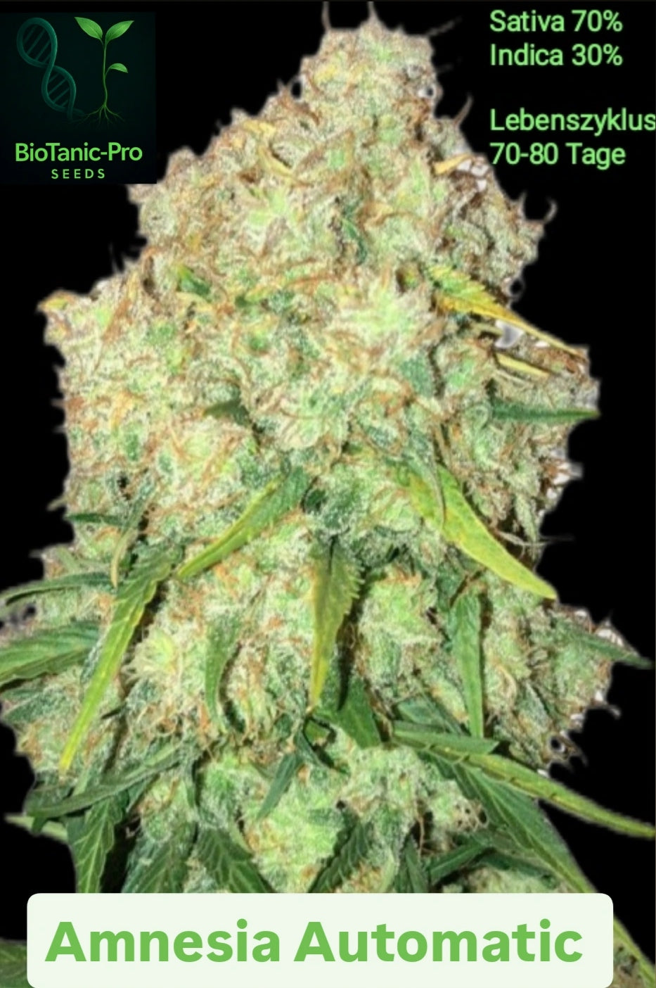 BioTanic-Pro Amnesia Automatic Sativa 70% Indica 30% Lebenszyklus 70-80 tage Die legendäre Sativa im Express Takt