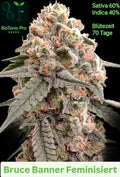 BioTanic-Pro Bruce Banner Feminisiert Sativa 60% Indica 40% Blütezeit 70 Tage