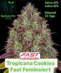 Tropicana Cookies Fast Feminisiert Sativa 60% Indica 40% Blütezeit 55 Tage