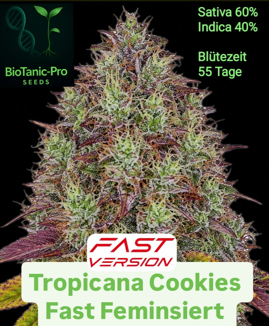 Tropicana Cookies Fast Feminisiert Sativa 60% Indica 40% Blütezeit 55 Tage