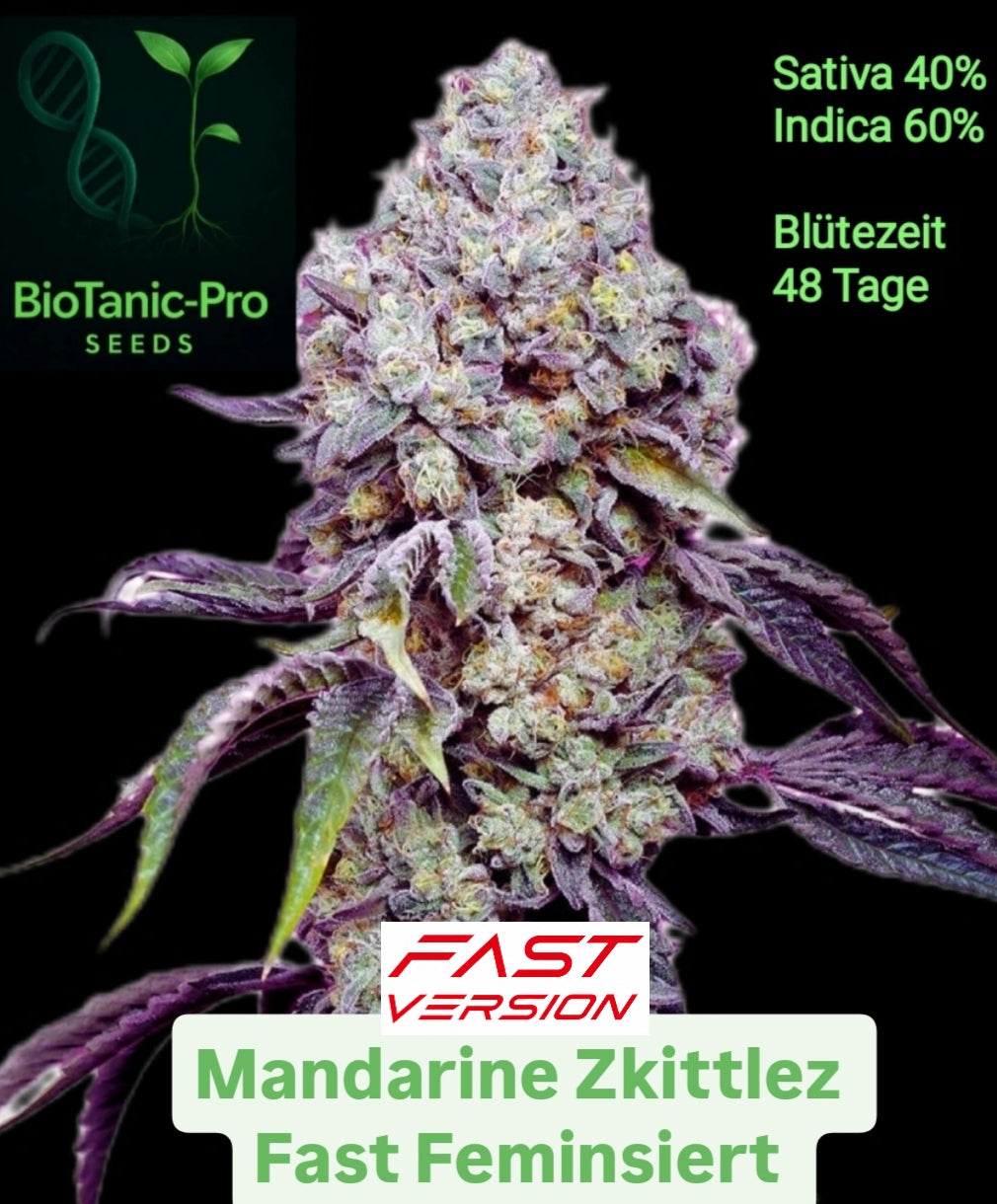 Mandarine Zkittlez Fast Feminsiert Sativa 40% Indica 60% Blütezeit 49 Tage