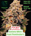 Gelato Mint Fast Feminisiert Sativa 30% Indica 70% Blütezeit 50-52 Tage