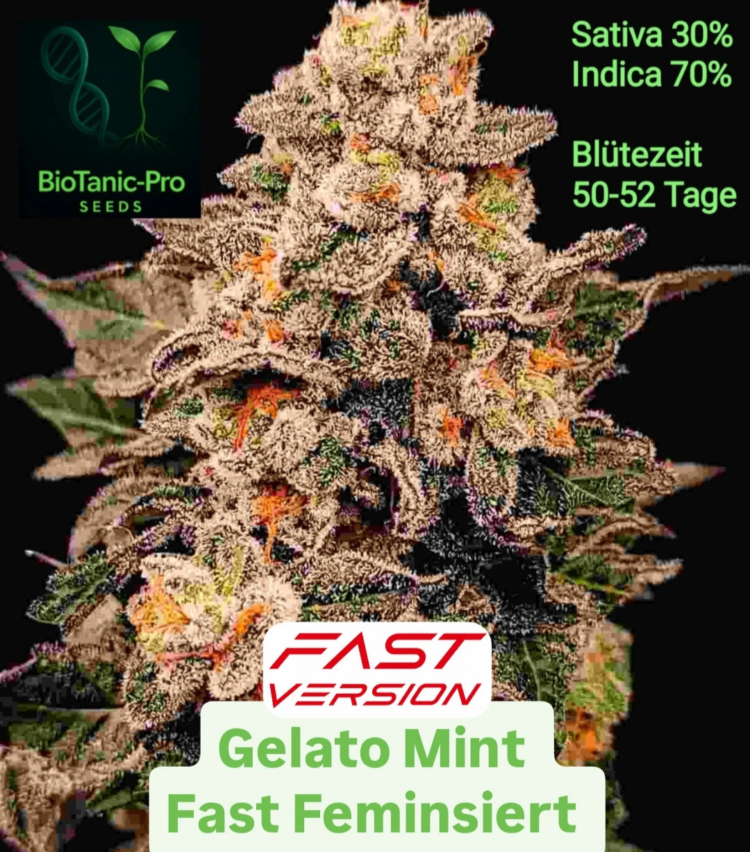 Gelato Mint Fast Feminisiert Sativa 30% Indica 70% Blütezeit 50-52 Tage