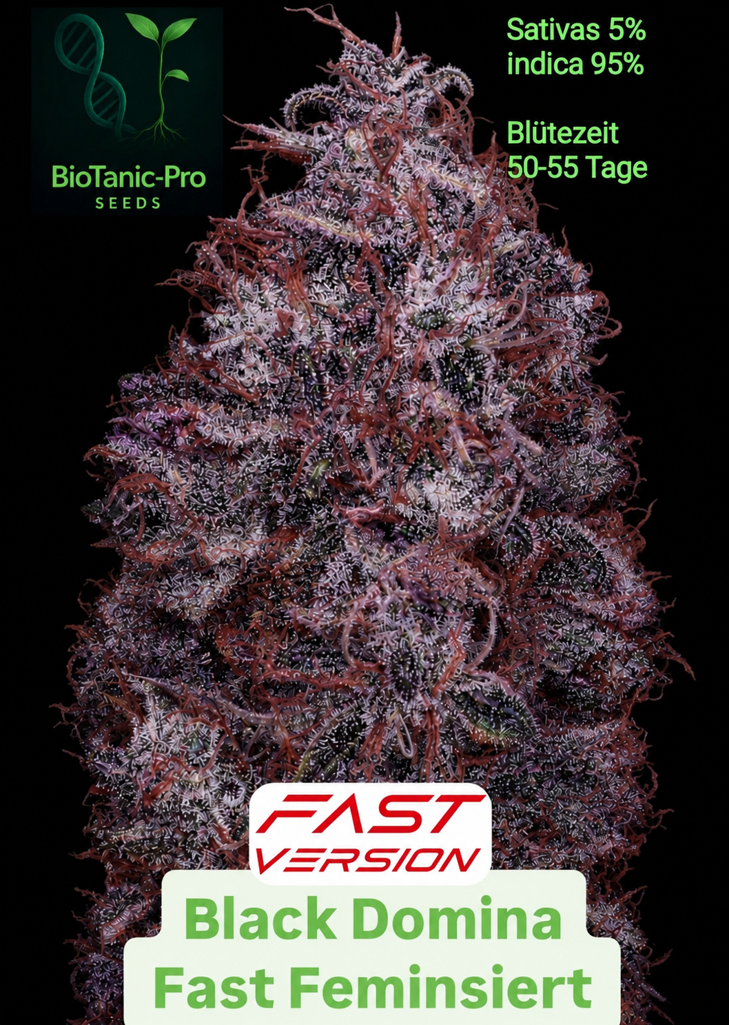 Black Domina Fast Feminisiert Sativa 5% Indica 95% Blütezeit 50-55 tage