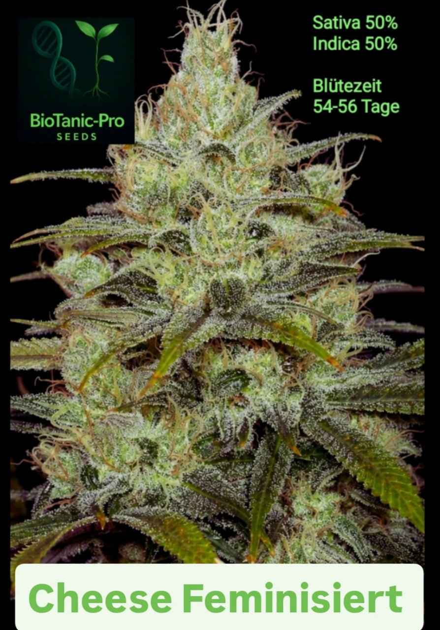 Cheese Feminisiert Sativa 50% Indica 50% Blütezeit 54-56 Tage