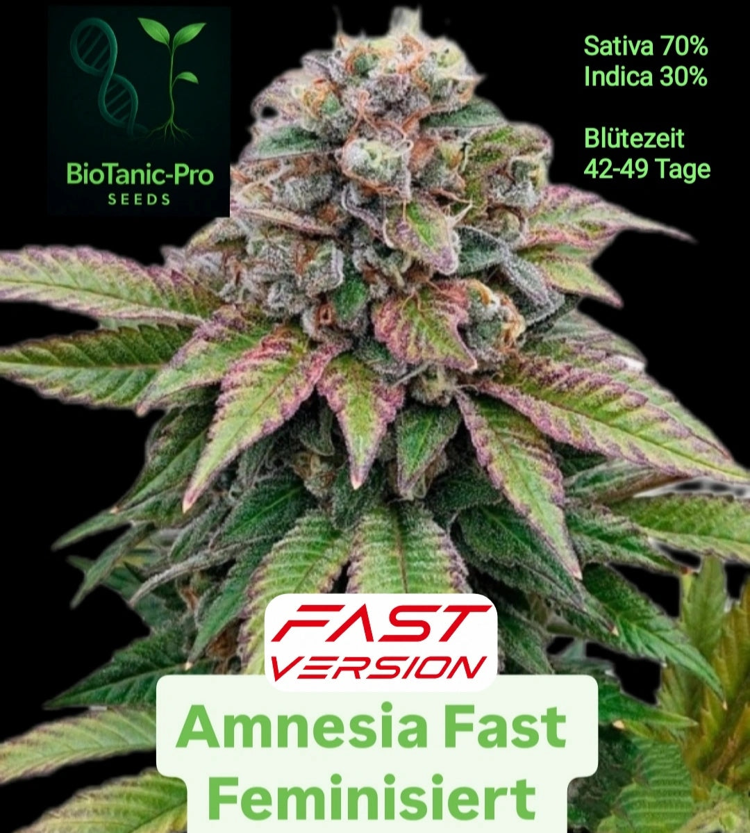 BioTanic-Pro Amnesia Fast Feminized Sativa 70% Indica 30% Flowering Time Only 42-49 Days