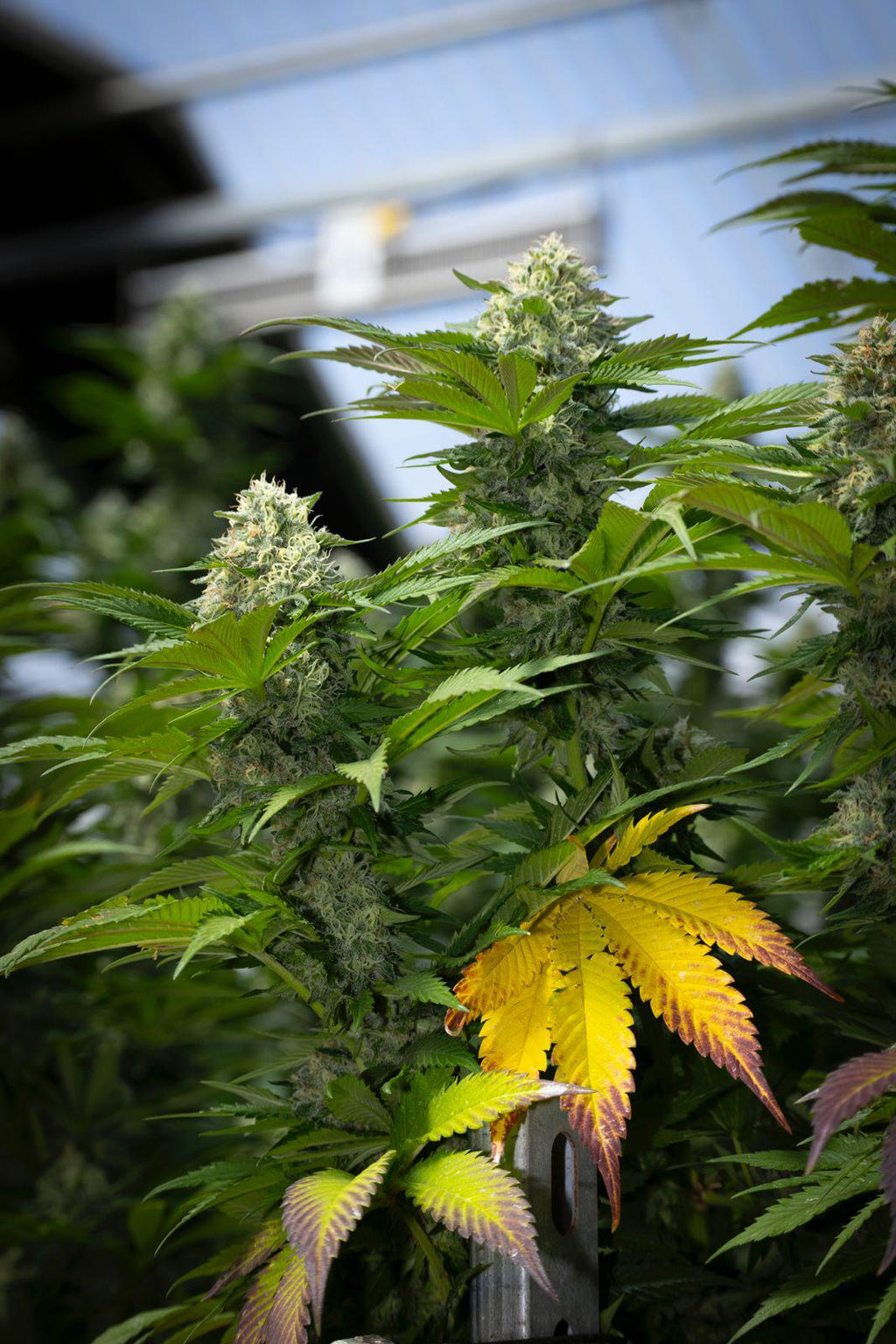 KUSH MINTZ TRIPLOID CALI BREED LINE USA Sativa 30% Indica 70% Blütezeit 56-63 Tage