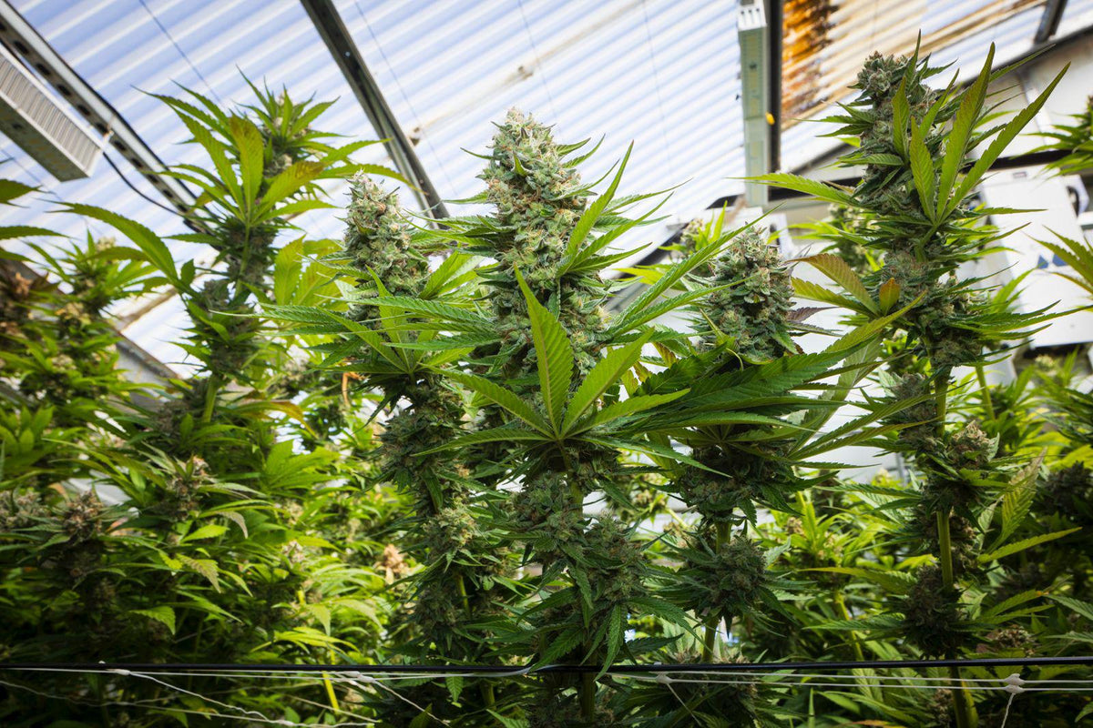 KUSH MINTZ TRIPLOID CALI BREED LINE USA Sativa 30% Indica 70% Blütezeit 56-63 Tage