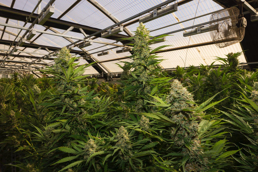 KUSH MINTZ TRIPLOID CALI BREED LINE USA Sativa 30% Indica 70% Blütezeit 56-63 Tage