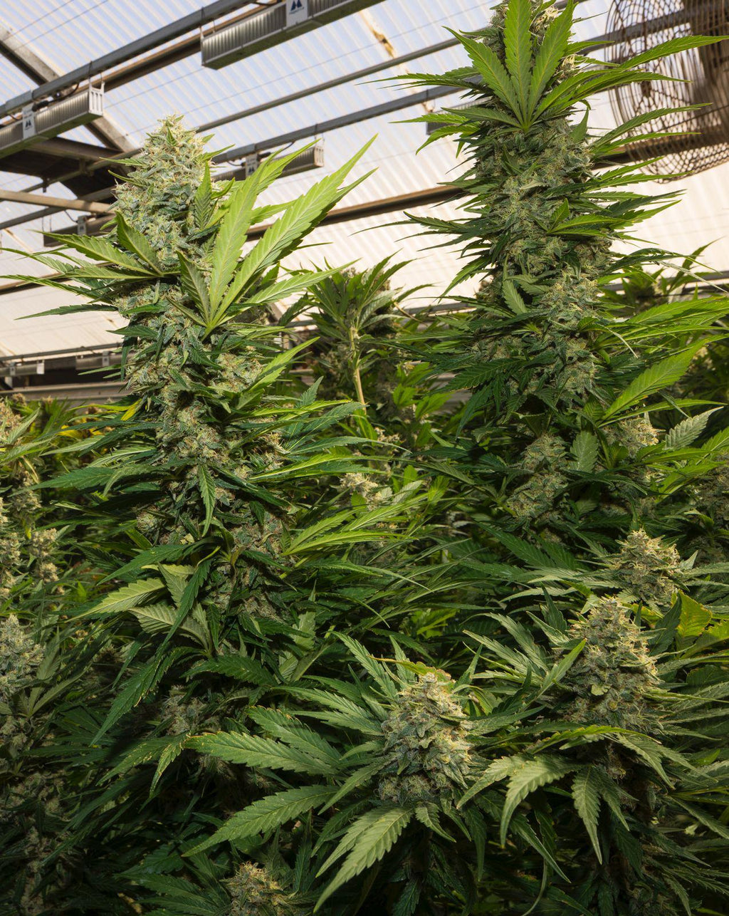 KUSH MINTZ TRIPLOID CALI BREED LINE USA Sativa 30% Indica 70% Blütezeit 56-63 Tage
