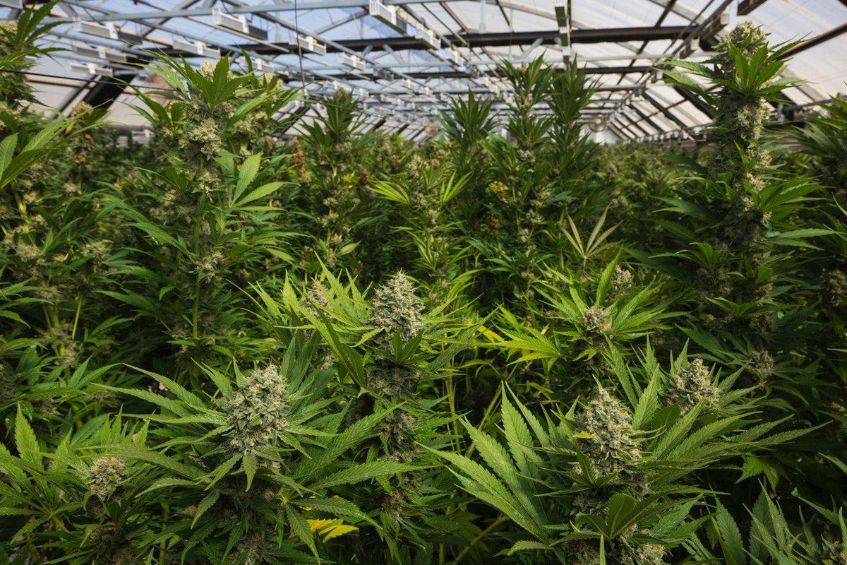 KUSH MINTZ TRIPLOID CALI BREED LINE USA Sativa 30% Indica 70% Blütezeit 56-63 Tage