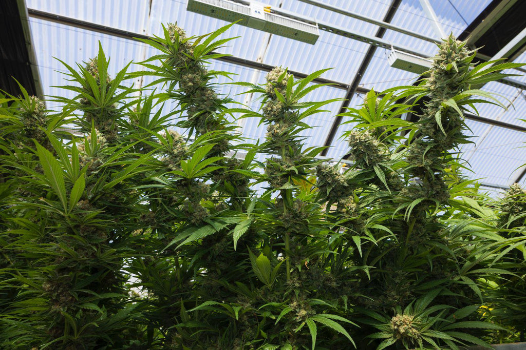 KUSH MINTZ TRIPLOID CALI BREED LINE USA Sativa 30% Indica 70% Blütezeit 56-63 Tage