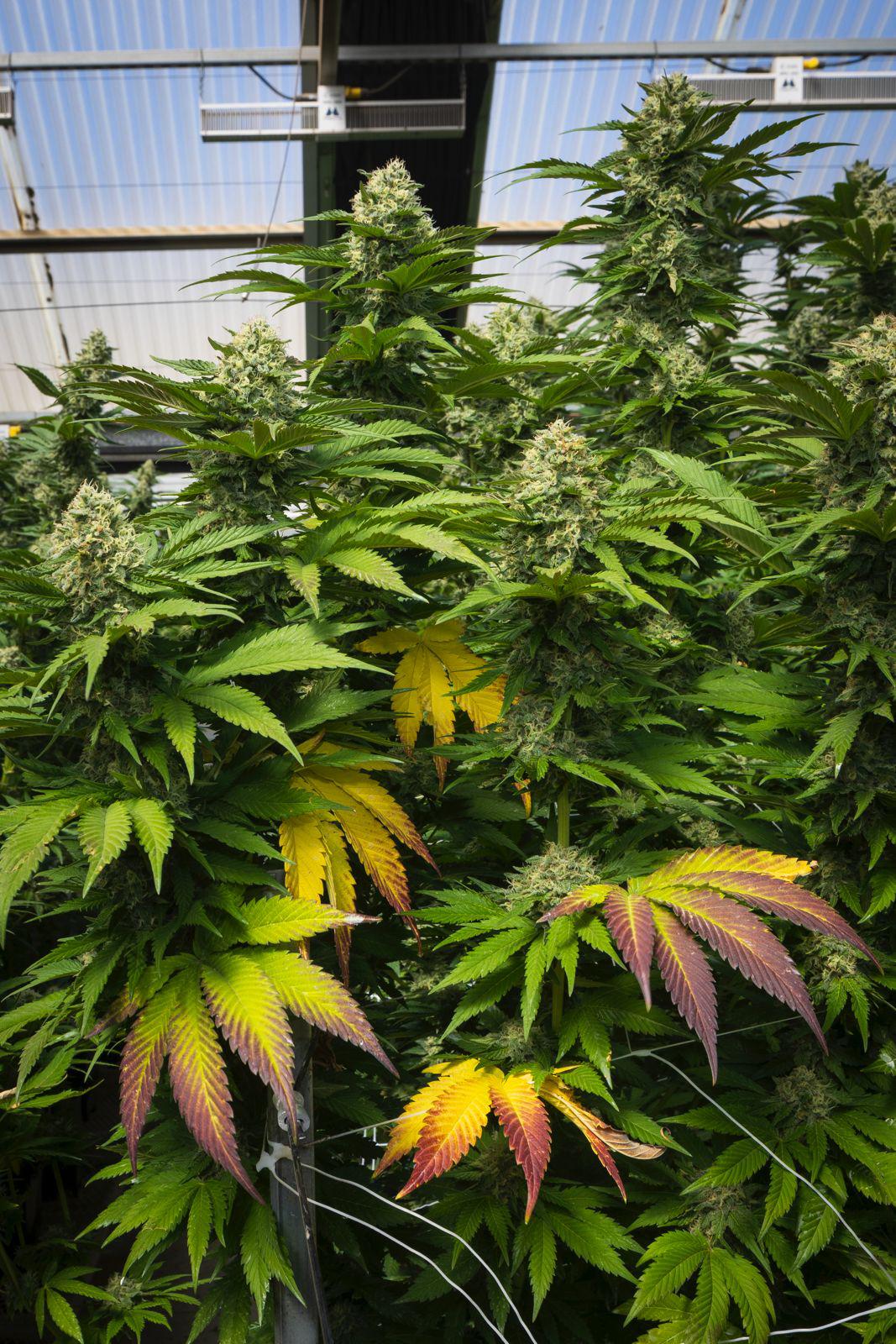KUSH MINTZ TRIPLOID CALI BREED LINE USA Sativa 30% Indica 70% Blütezeit 56-63 Tage