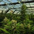 KUSH MINTZ TRIPLOID CALI BREED LINE USA Sativa 30% Indica 70% Blütezeit 56-63 Tage