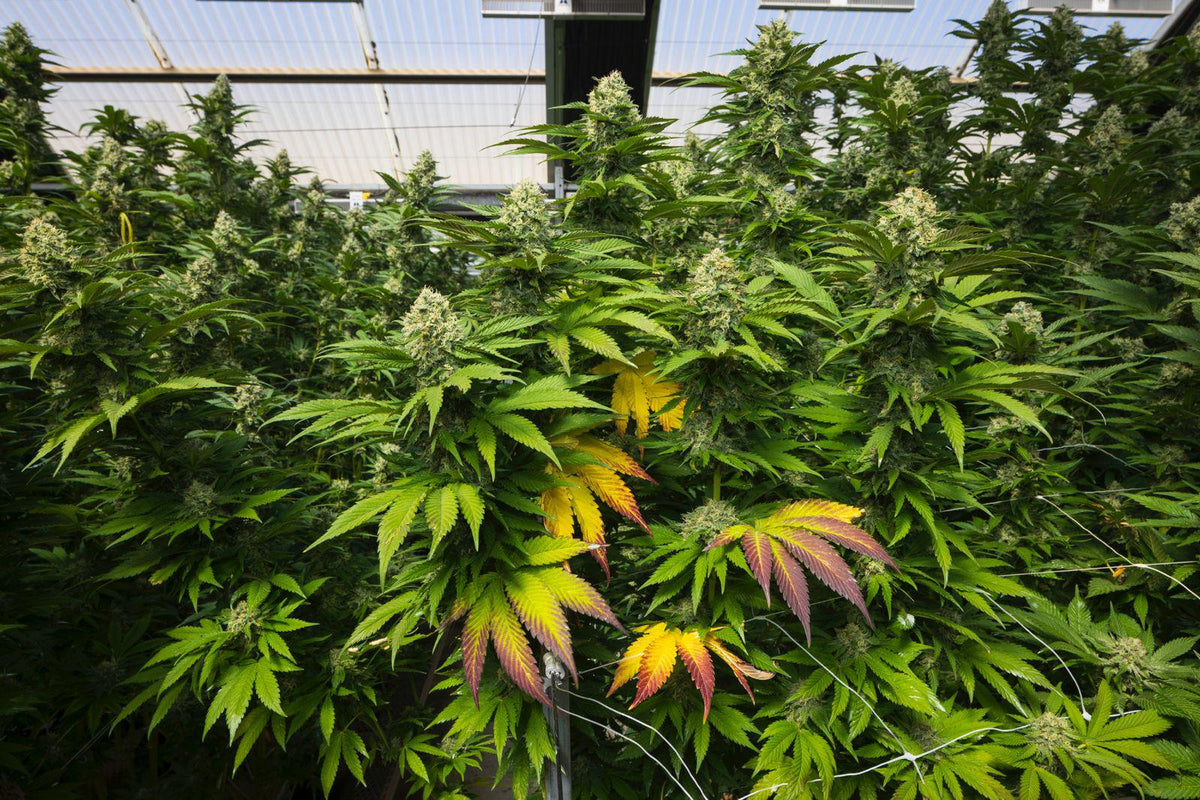 KUSH MINTZ TRIPLOID CALI BREED LINE USA Sativa 30% Indica 70% Blütezeit 56-63 Tage
