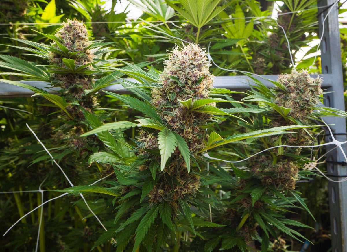 KUSH MINTZ TRIPLOID CALI BREED LINE USA Sativa 30% Indica 70% Blütezeit 56-63 Tage