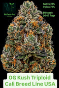OG KUSH TRIPLOID CALI BREED USA LINE Sativa 25% Indica 75% Blütezeit 56.63 tage