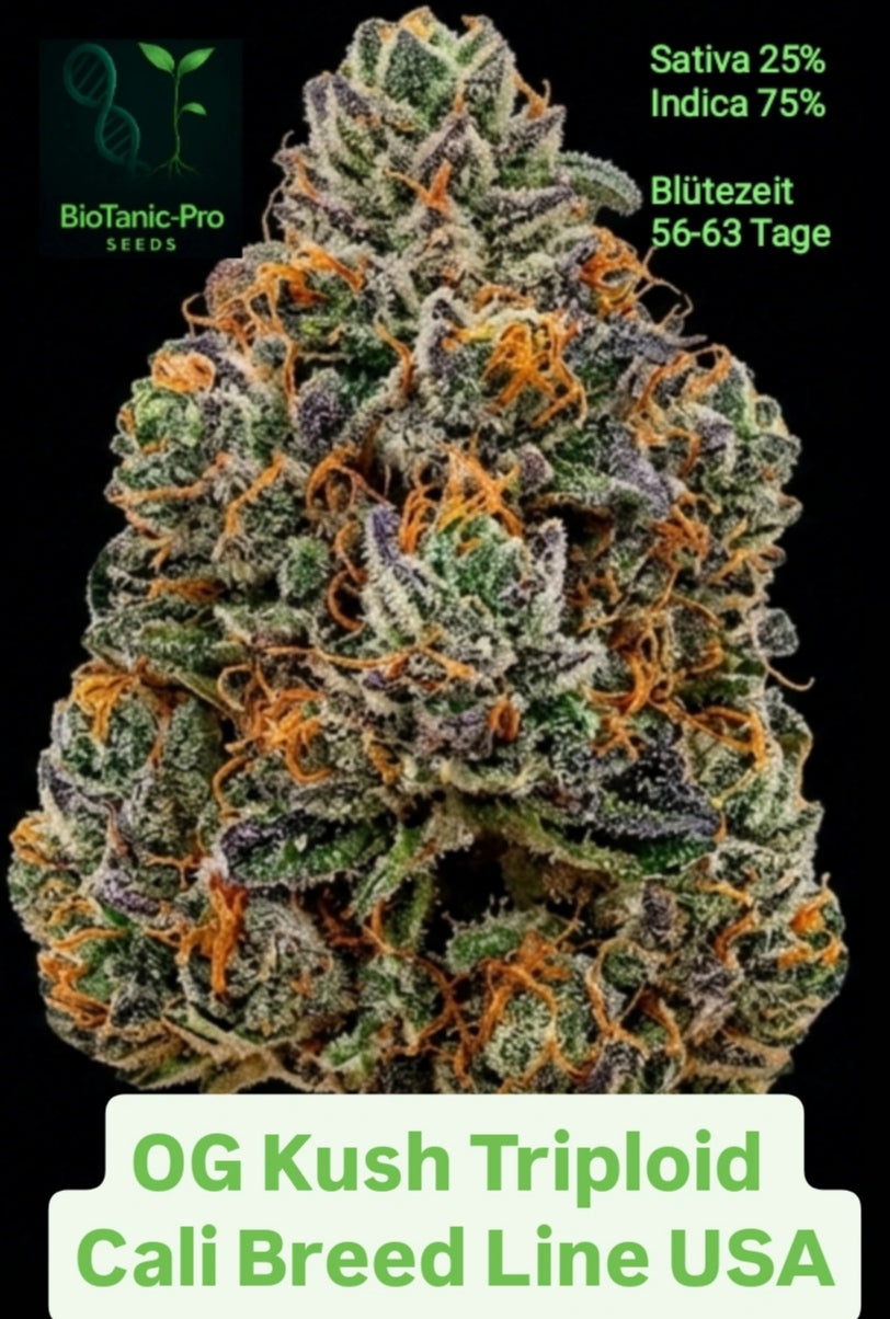 OG KUSH TRIPLOID CALI BREED USA LINE Sativa 25% Indica 75% Blütezeit 56.63 tage