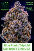 BLUE RUNTZ TRIPLOID CALI BREED LINE USA  Sativa 35% Indica 65% Blütezeit 56.63 Tage