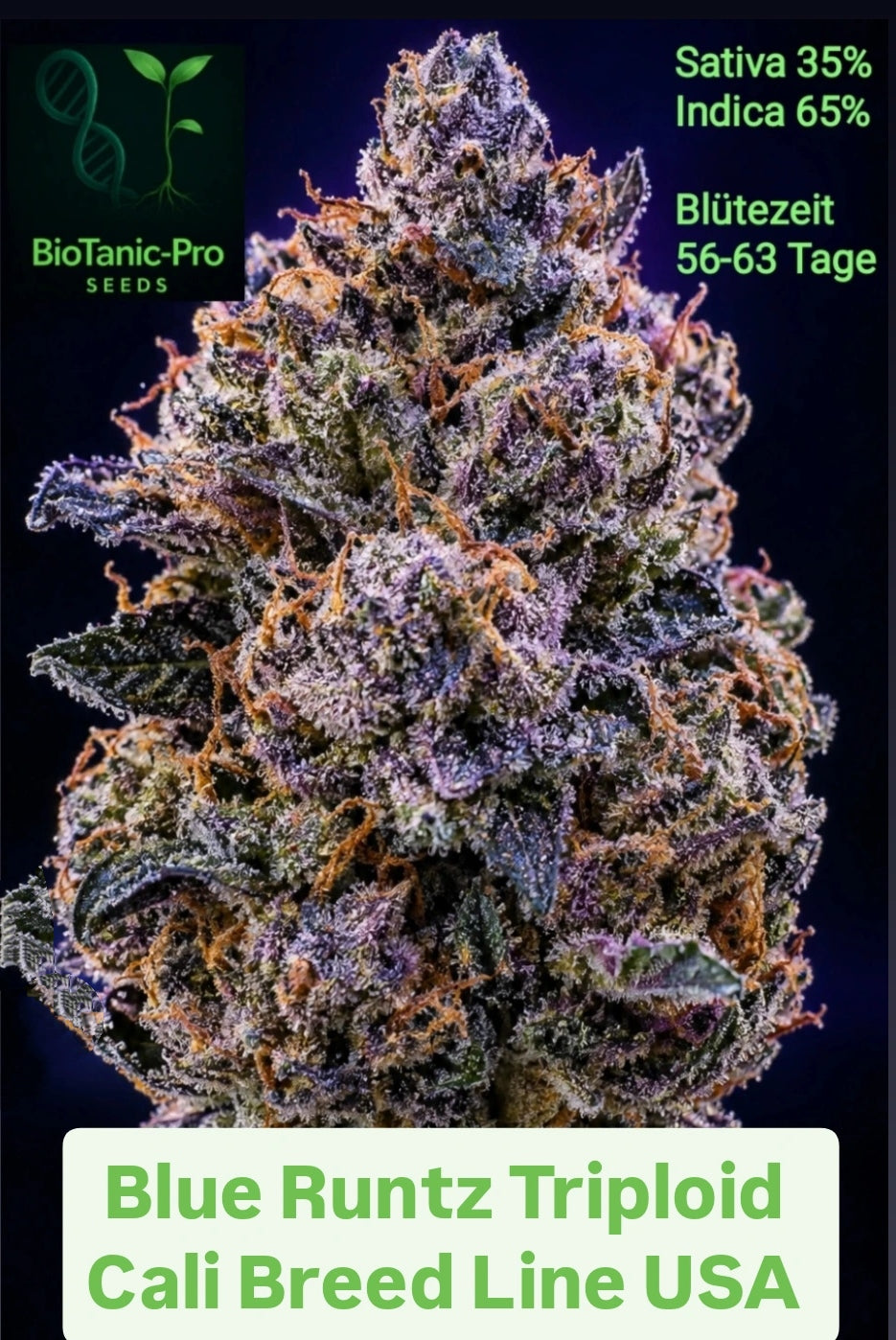 BLUE RUNTZ TRIPLOID CALI BREED LINE USA  Sativa 35% Indica 65% Blütezeit 56.63 Tage