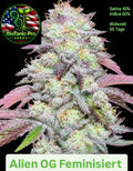 Alien OG Sativa 40% Indica 60% Blütezeit 65 Tage Super Strong