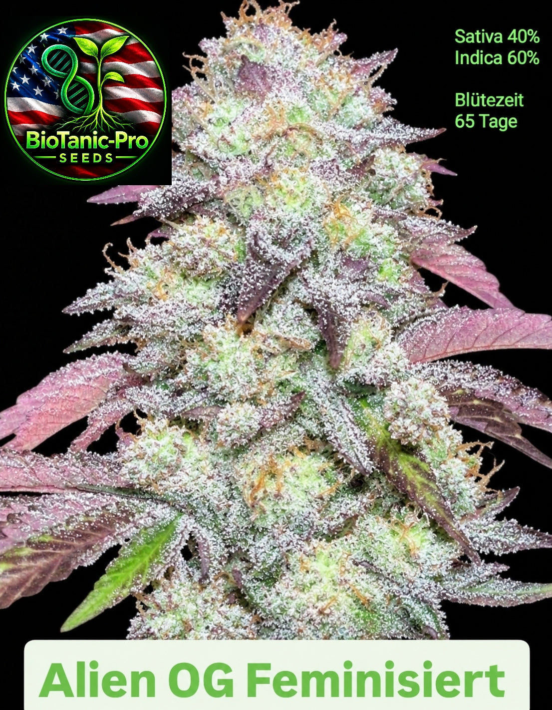 Alien OG Sativa 40% Indica 60% Blütezeit 65 Tage Super Strong