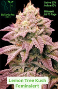 Lemon Tree Kush Sativa 50% Indica 50% Blütezeit 65-70 Tage