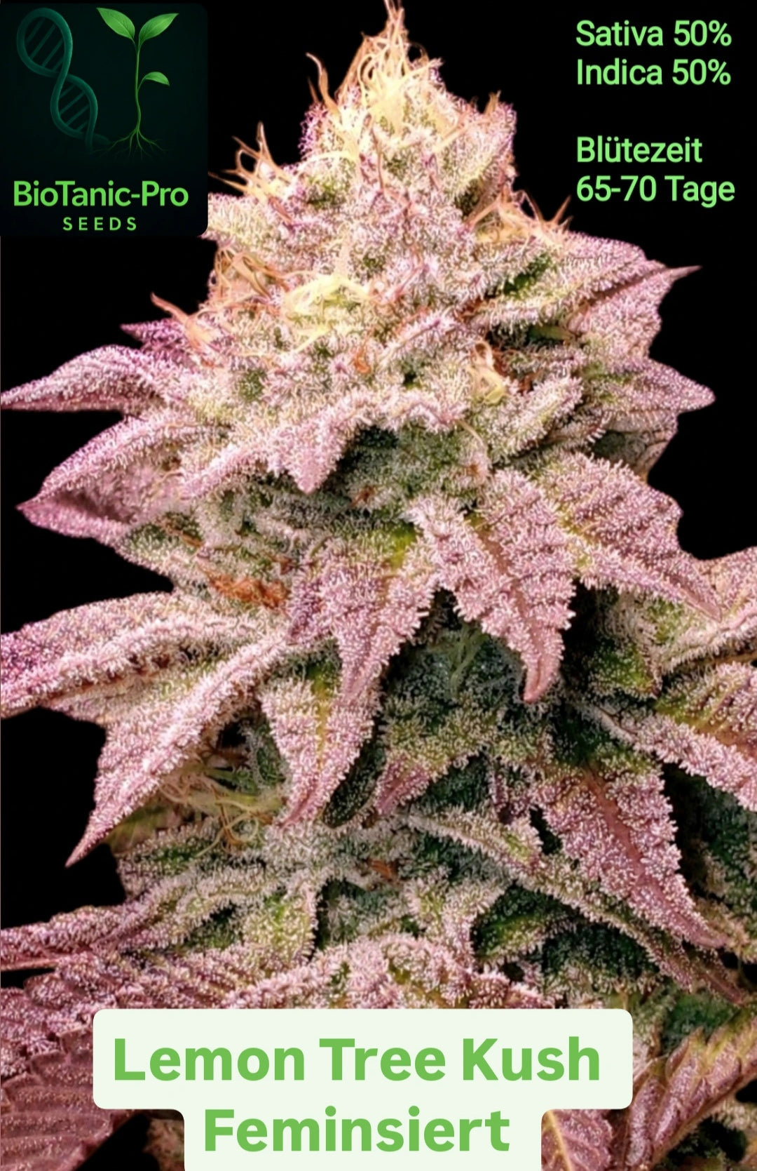 Lemon Tree Kush Sativa 50% Indica 50% Blütezeit 65-70 Tage