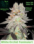 White Orchid Sativa 30% Indica 70% Blütezeit 65 tage
