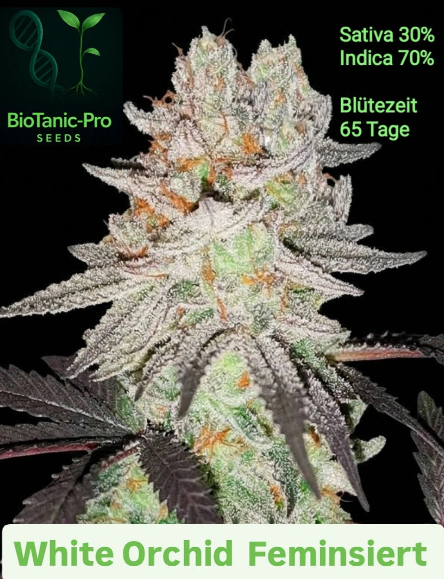 White Orchid Sativa 30% Indica 70% Blütezeit 65 tage