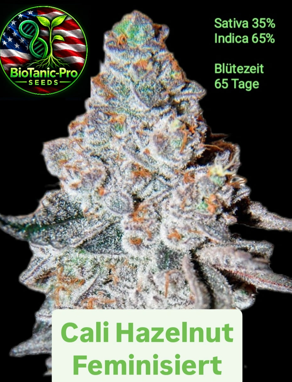 BioTanic-Pro Cali Hazelnut Feminisiert Sativa 35% Indica 65% Blütezeit 60-65 Tage USA Gentik