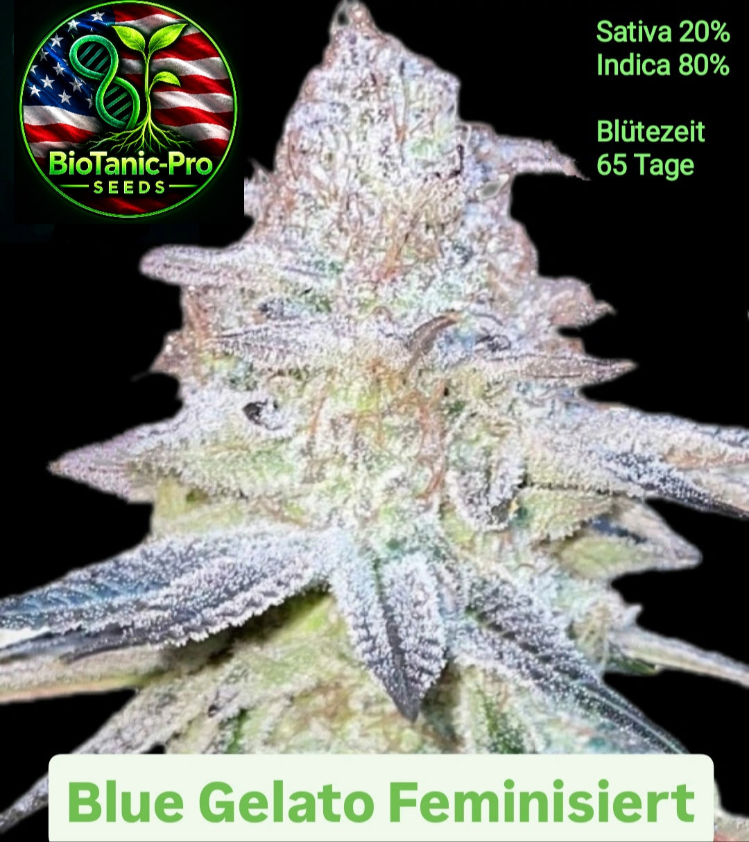 BioTanic-Pro Blue Gelato Feminisiert Sativa 20% Indica 80% Blütezeit 60-65 Tage USA Genetik